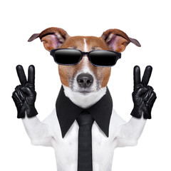 Poster - cool dog