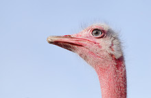 Beautiful Red Ostrich Staring At Camera