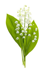 Lily-of-the-valley flowers on white