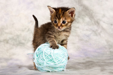 Wall Mural - Kitten play with wool