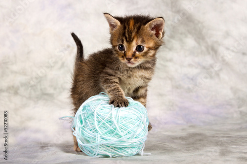 Fototapeta na wymiar Kitten play with wool