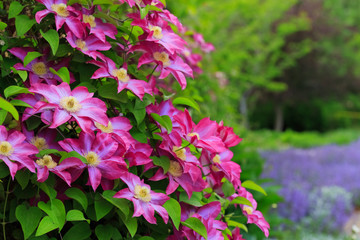 Canvas Print - flowers