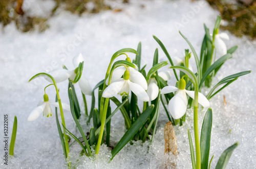 Plakat wiosenne przebiśnieg płatki śniegu kwiaty kwitną śnieg