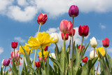 Fototapeta Tulipany - Beautiful colorful tulips against a blue sky with clouds