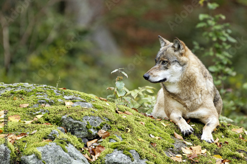 Naklejka samoprzylepna Wilk (canis lupus)