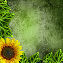Green Leaves Frame Ans Sunflowers  On Grunge Green  Background