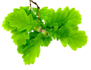 branch of oak and acorns