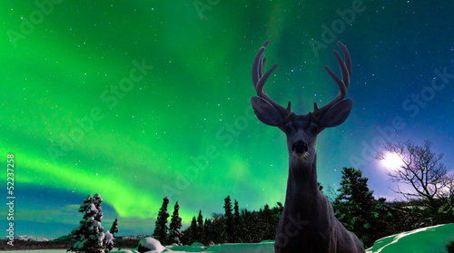 Board z aluminiowym obramowaniem Mulak i aurora borealis nad tajga lasu