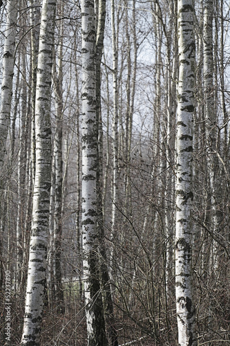 Naklejka samoprzylepna Brzozowy las
