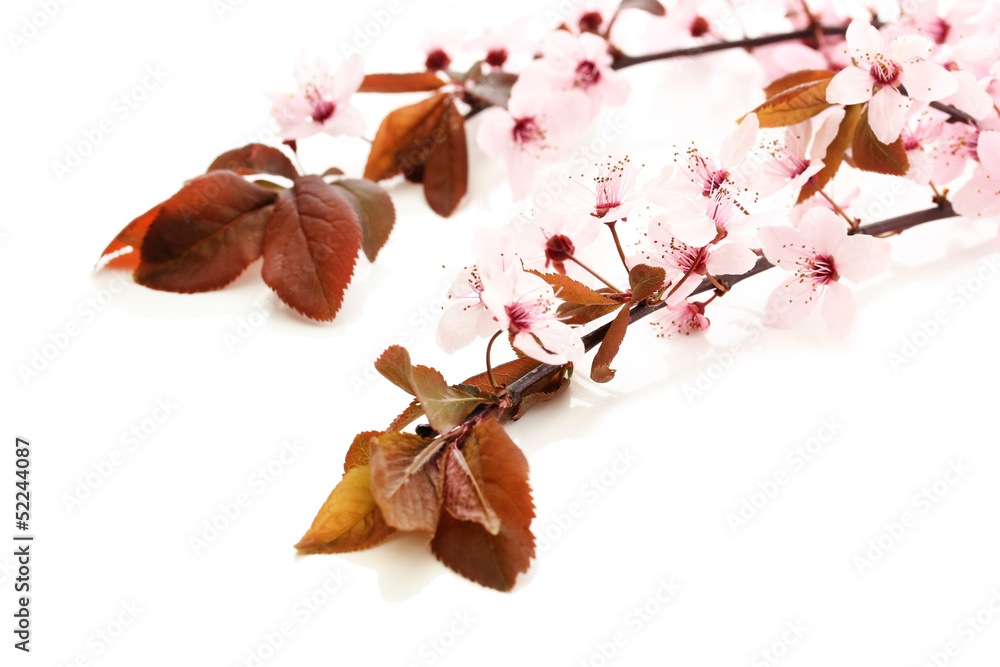 Beautiful cherry blossom isolated on white