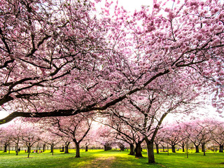 Fotomurales - Farbe des Frühlings: Garten mit Japanischen Kirschblüten