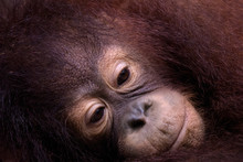 Melancholy Orangutan