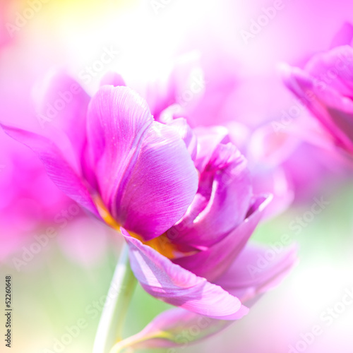 Fototapeta do kuchni Defocus beautiful purple flowers.