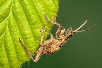 Wall Mural - Rhagium inquisitor