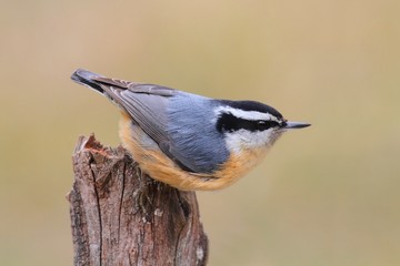 Aufkleber - Red-breasted Nuthatch On A Perch