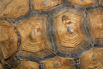 Wall Mural - turtle shell