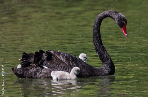 Cisne Negro Y Familia Buy This Stock Photo And Explore Similar Images At Adobe Stock Adobe Stock
