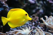 Tropical Yellow Tang On A Coral Reef