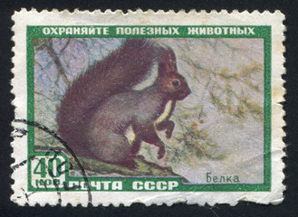 Sticker - Red squirrel