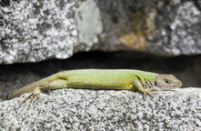 Lean European Green Lizard (Lacerta Viridis)