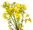rapeseed flowers close up isolated on white background
