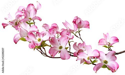 spring flowering branch