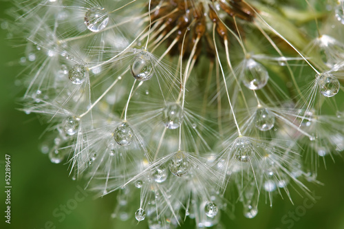 Fototapeta na wymiar Dandelion after rain