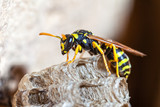 Fototapeta Kosmos - Paper Wasp Queen