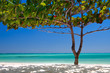 Zanzibar tropical tree at the beach