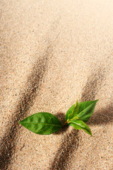 Wall Mural - Plant in sand.