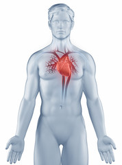 circultory system position anatomy man isolated