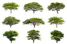 Collection Of Rain Trees (Samanea Saman)
