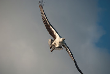 Canvas Print - Eagle in the Whitsundays