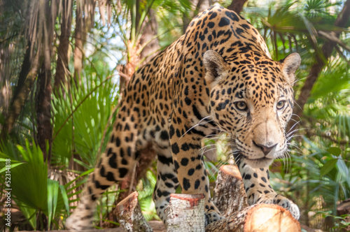 Nowoczesny obraz na płótnie Jaguar
