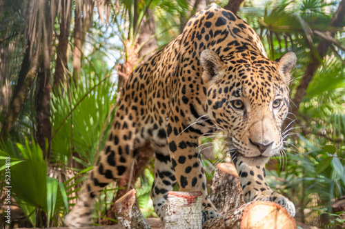 Naklejka - mata magnetyczna na lodówkę Jaguar