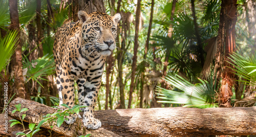 Naklejka dekoracyjna Walking Jaguar