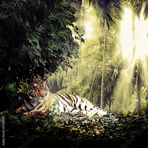 Plakaty tygrys   tygrys