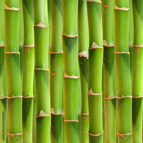 Obraz w ramie Bamboo stalks background.