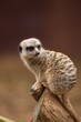 A curious meerkat observing its surrounding.