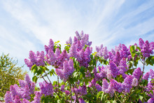 Lilac Bush On A Background Of Blue Sky