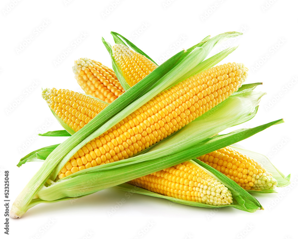 An ear of corn isolated on a white background - obrazy, fototapety, plakaty 