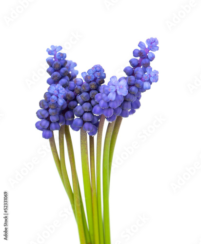 Naklejka samoprzylepna Kwiaty muscari