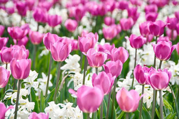 Wall Mural - Field full of Spring flowers | Tulips