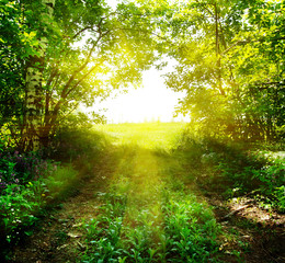 Wall Mural - path out of the deep forest