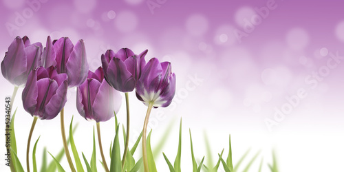 Plakat na papierze fotorealistycznym Tulipany