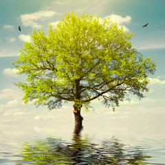 Wall Mural - Tree in Water on Sky