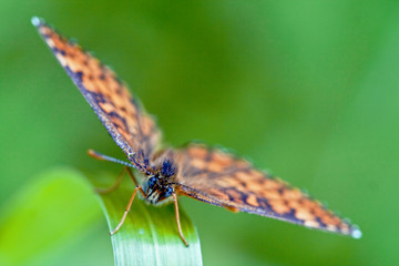 Wall Mural - front of wild brown orange butterfly  on a green leaf