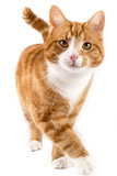 Fototapeta Koty - red cat, walking towards camera, isolated in white