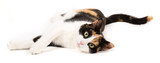 Fototapeta Koty - Young cat lying on the ground, isolated in white
