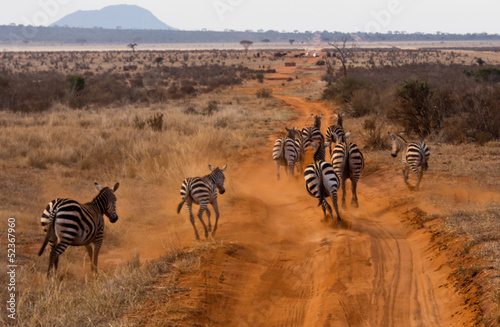 Board z aluminiowym obramowaniem Zebre Kenia
